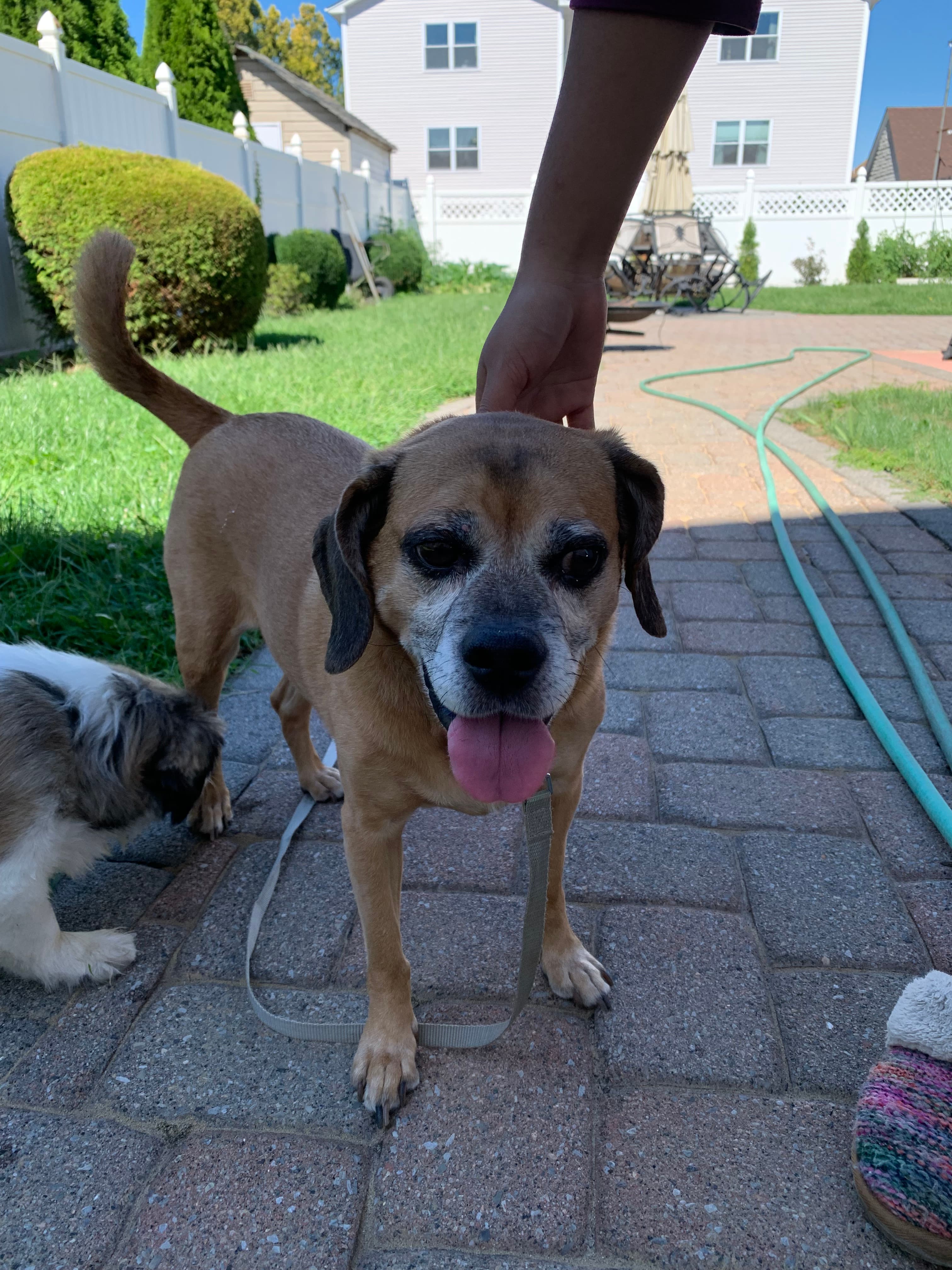 Lost dog