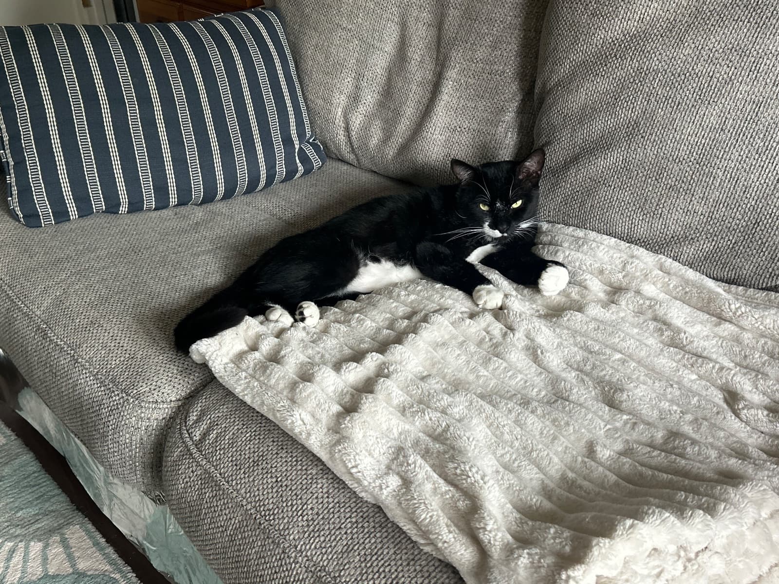 Missing Cat